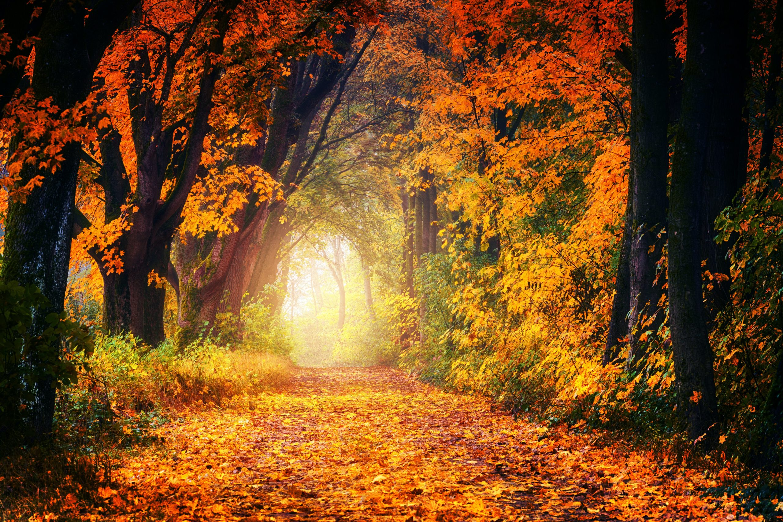Vacances d&rsquo;automne 2025 !
