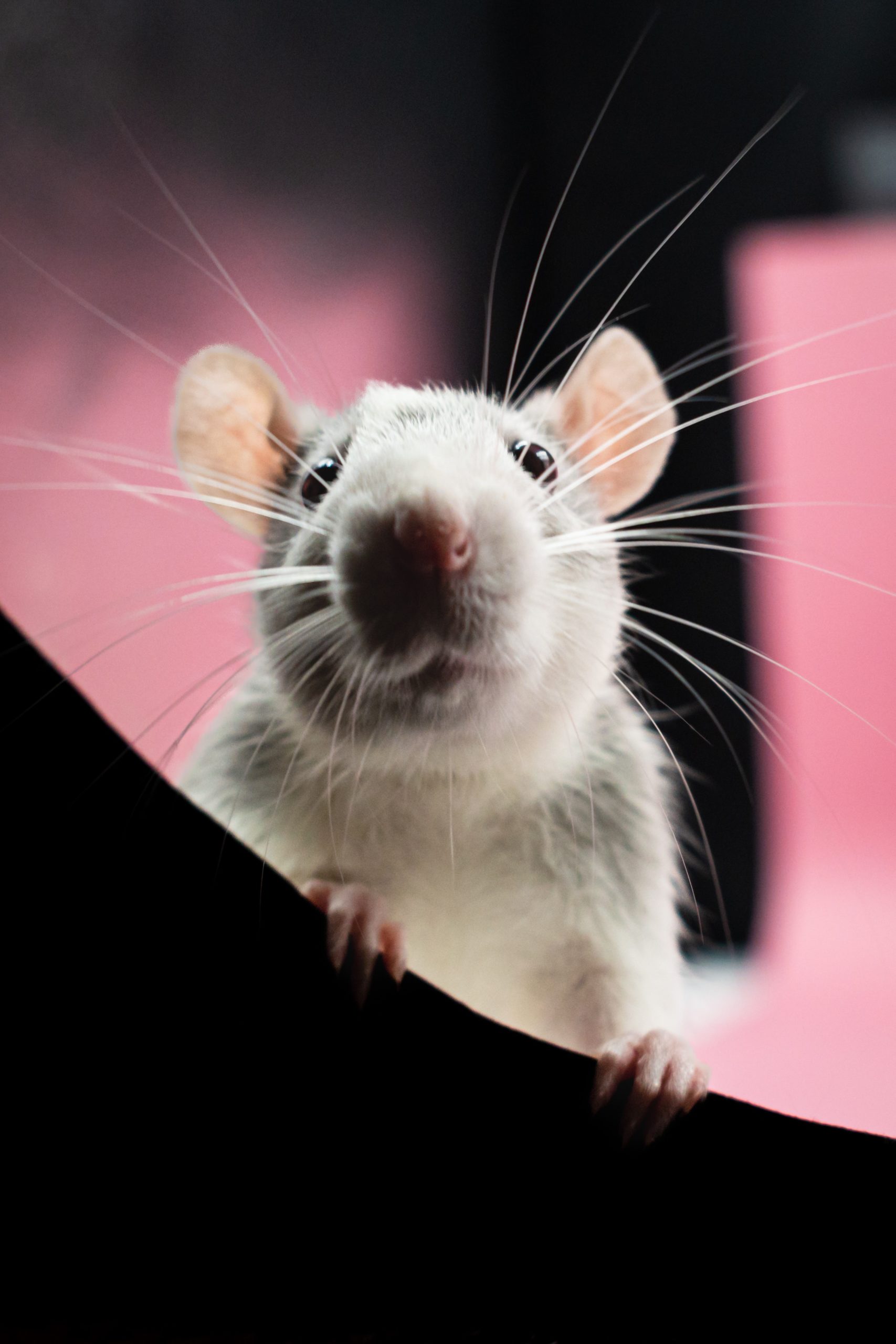 LA SOURIS TRAVIATA, Une sortie en famille le mercredi 22 février 2023
