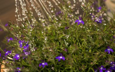 La quête de l’eau,  Ateliers d’été 2023!