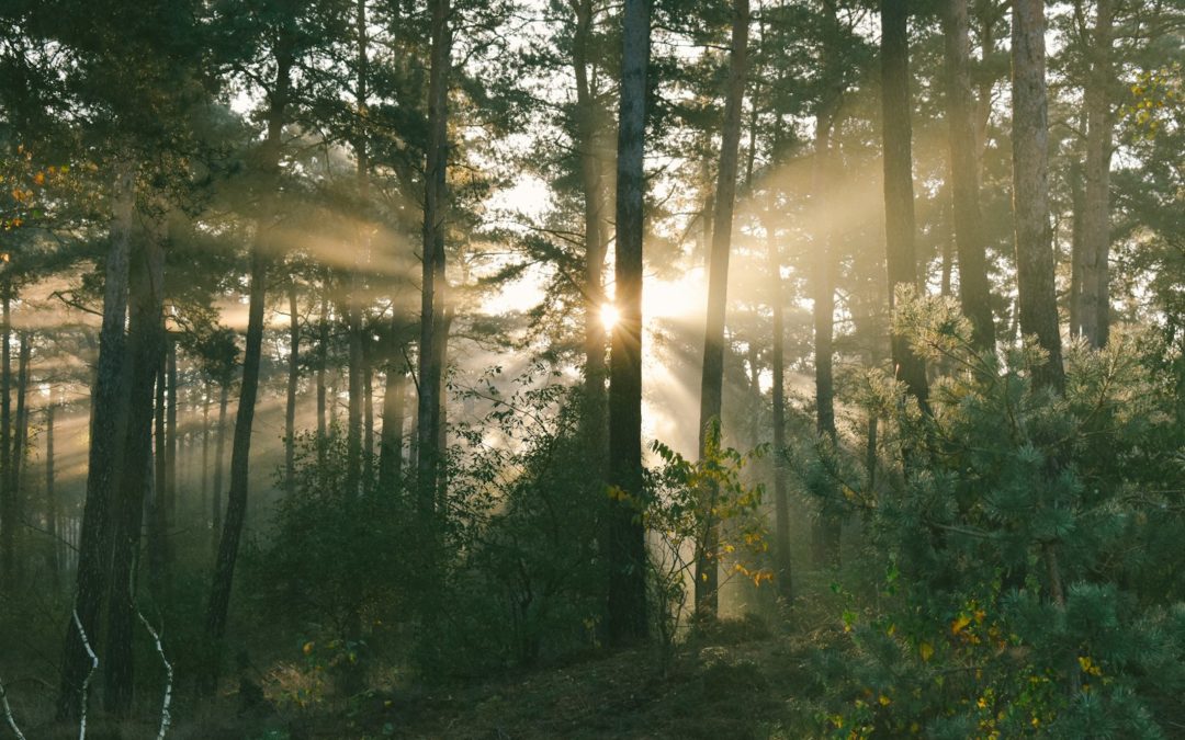 The sun is shining through the trees in the forest