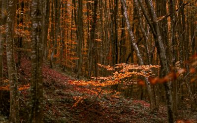 Ateliers VACANCES D’OCTOBRE « AVENTURE EN NATURE »