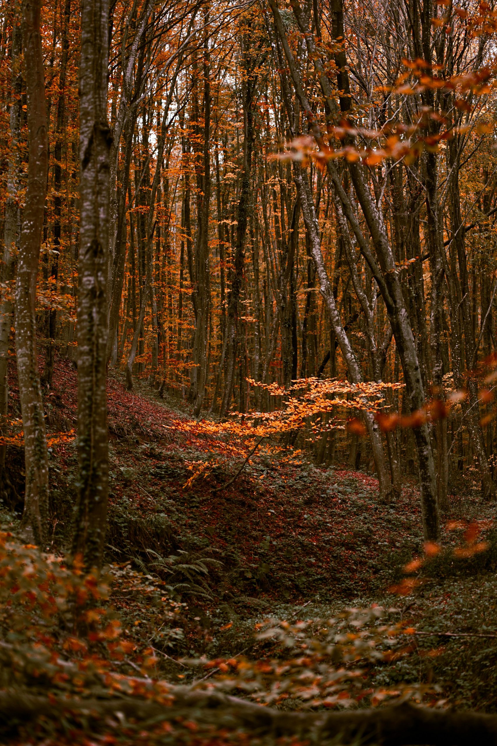 Ateliers VACANCES D&rsquo;OCTOBRE « AVENTURE EN NATURE »