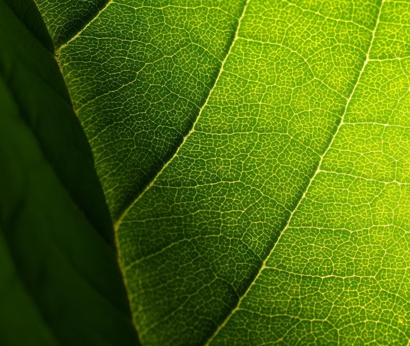 A close up view of a green leaf