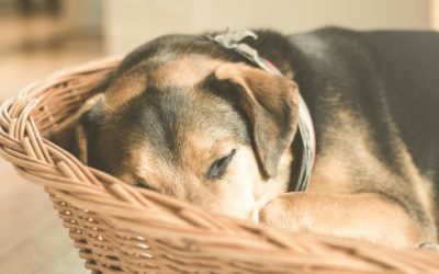 -atelier-spectacle-dachenka-le-bebe-chien/