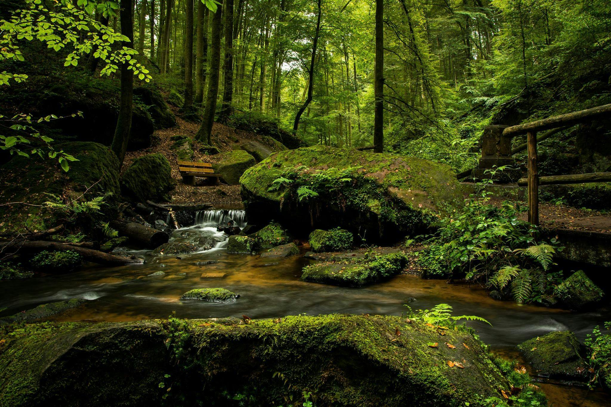 SUPER SOIREE « Les bains de forêt » le 11 mars 2026